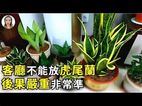 虎尾蘭會招陰|虎尾蘭擋煞指南：居家擺放秘訣，打造和諧風水 